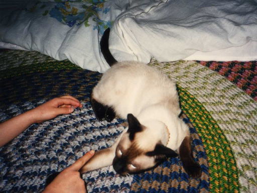 tibita3.jpg